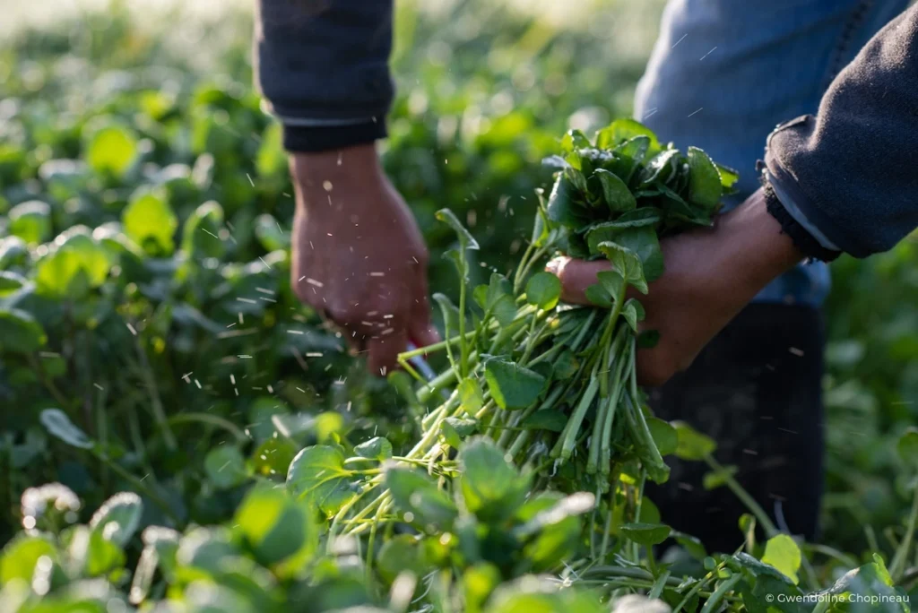 création de site web pour agriculteur, crédit Gwendoline Chopineau